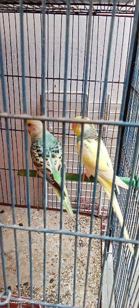 two breeding pair Australian 4