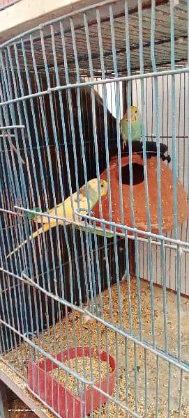 two breeding pair Australian 5