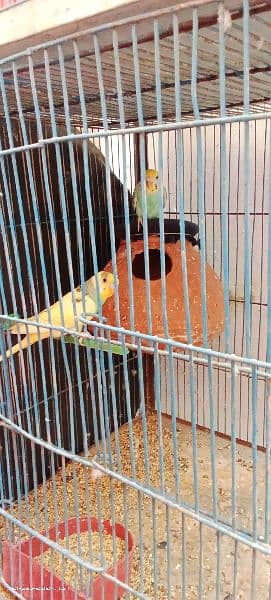 two breeding pair Australian 7