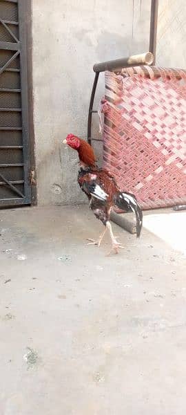 aik murgi sath 4 chick 4500 aik murga 5000 aik murgi sath 2 chick 3500 2