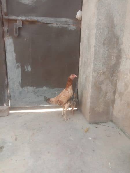 aik murgi sath 4 chick 4500 aik murga 5000 aik murgi sath 2 chick 3500 3