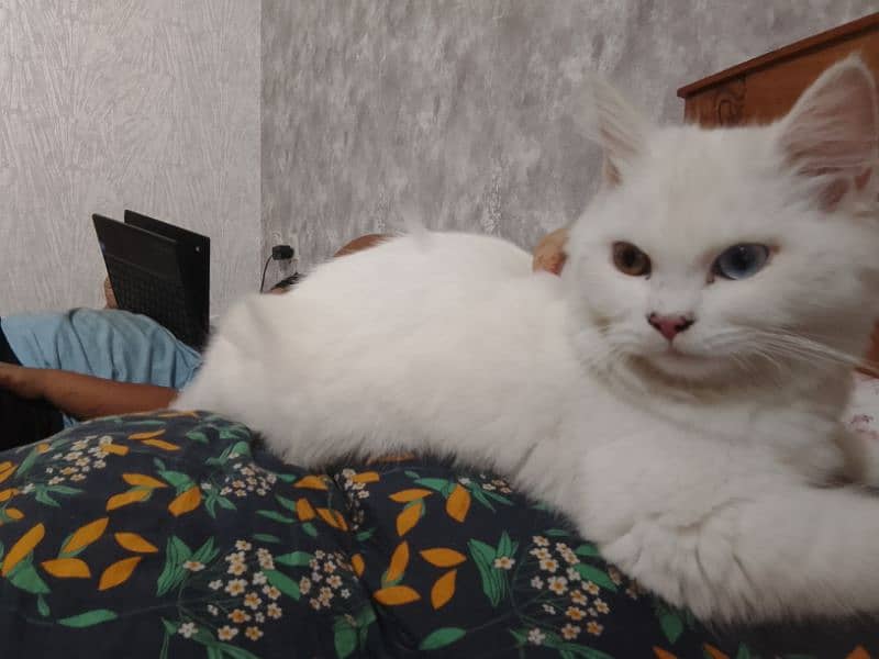 Persian cat For sale 2