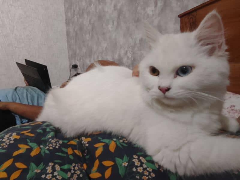 Persian cat For sale 3