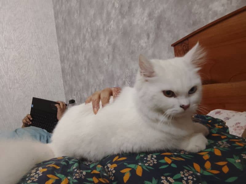 Persian cat For sale 4