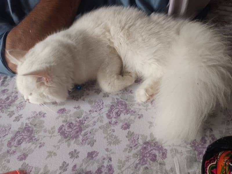 Persian cat For sale 7