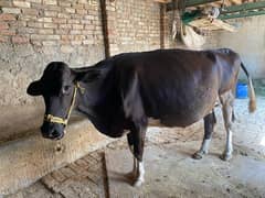 8 months pregnant cow for sale