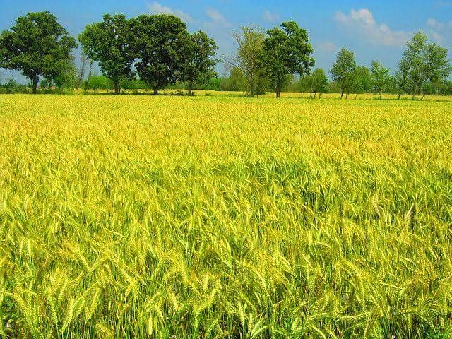 Agricultural Land for Sale in Hazro ,(Mansar) ,District Attock, Punjab, Pakistan 15