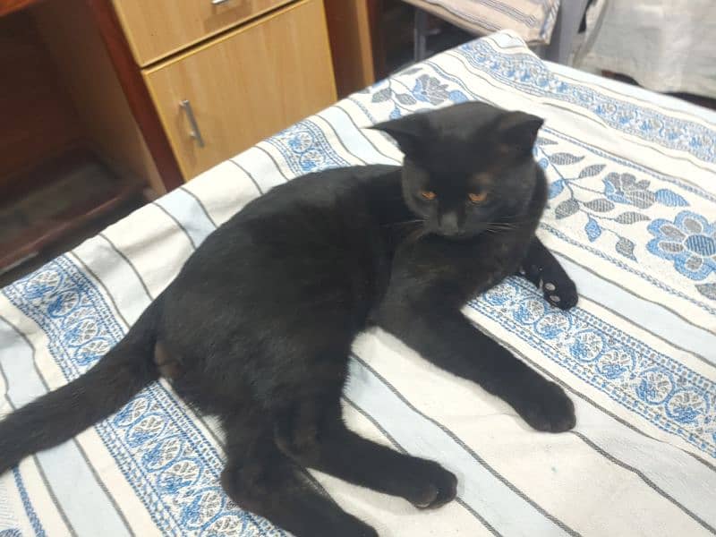 Black Male Persian Cat 3