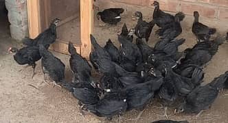 Australorp