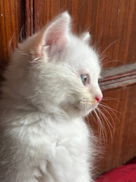 Kitten (Female 45 days) 8