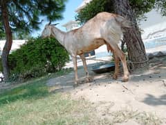 Healthy and Well-Nourished Goat for Sale