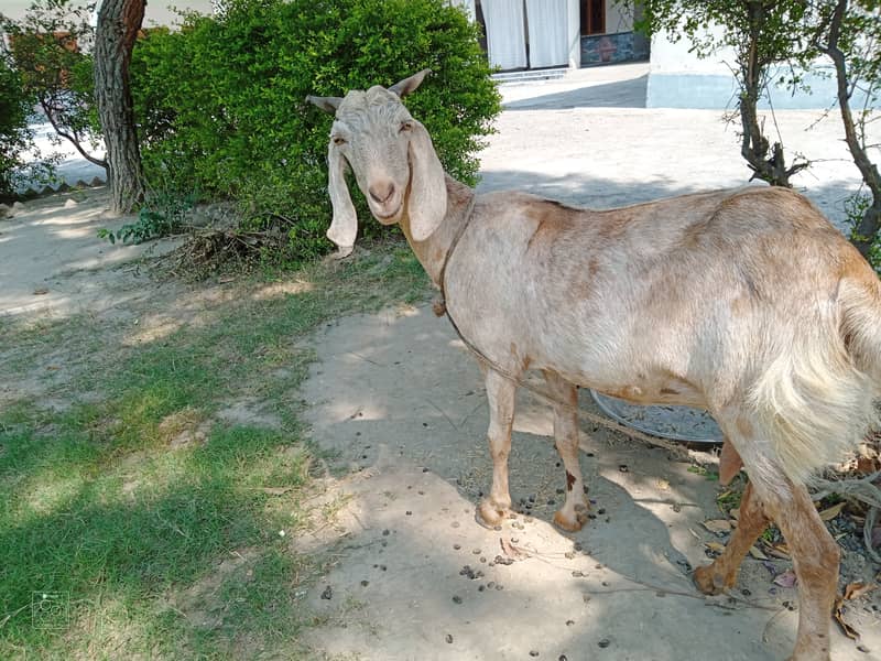 Healthy and Well-Nourished Goat for Sale 1