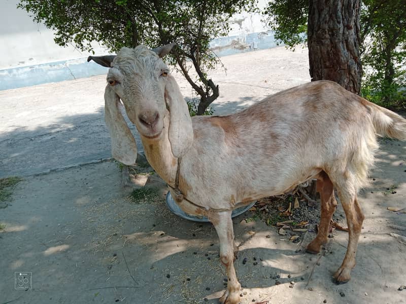 Healthy and Well-Nourished Goat for Sale 2