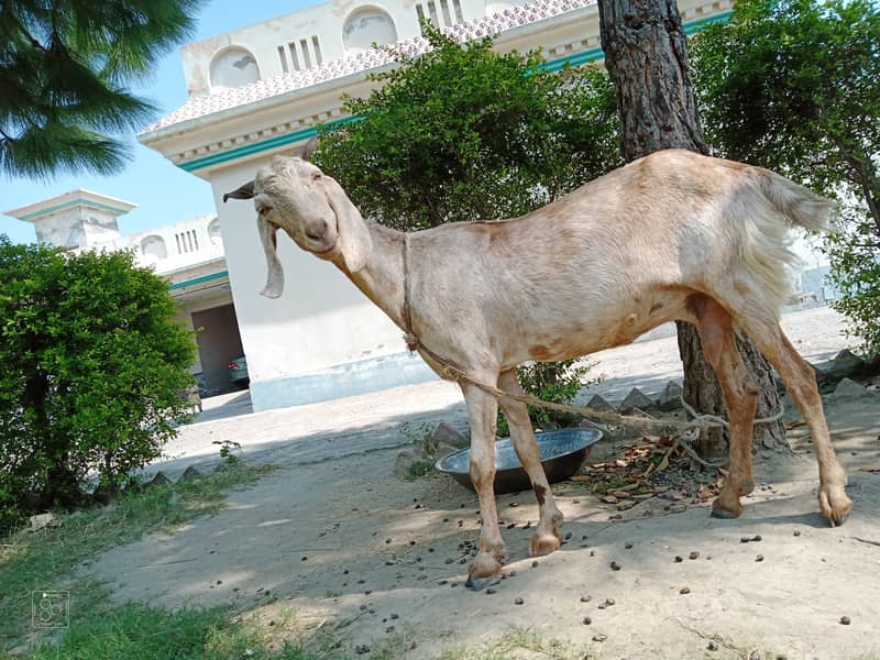 Healthy and Well-Nourished Goat for Sale 3