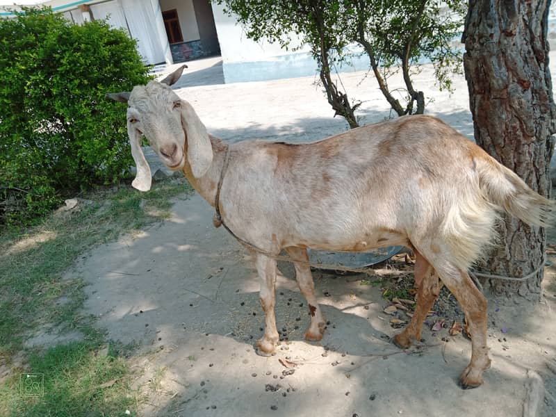 Healthy and Well-Nourished Goat for Sale 4