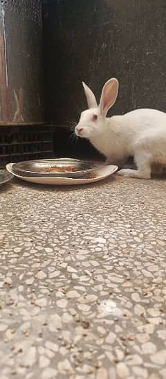 Full adult rabbit pair active and healthy 0