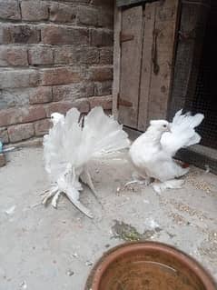 American Lucky Breeder pair 0