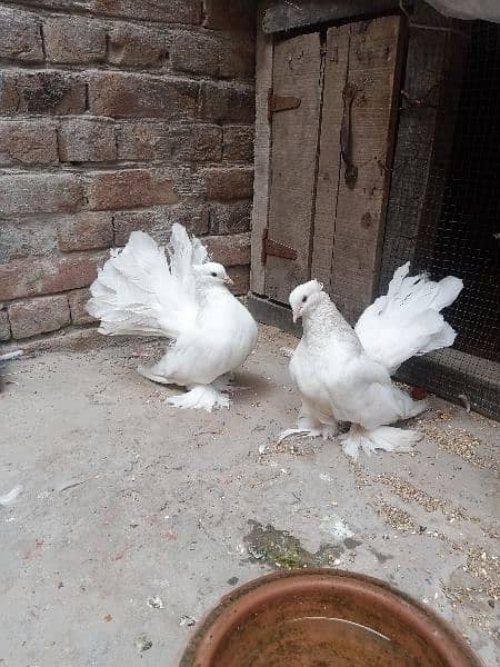 American Lucky Breeder pair 1