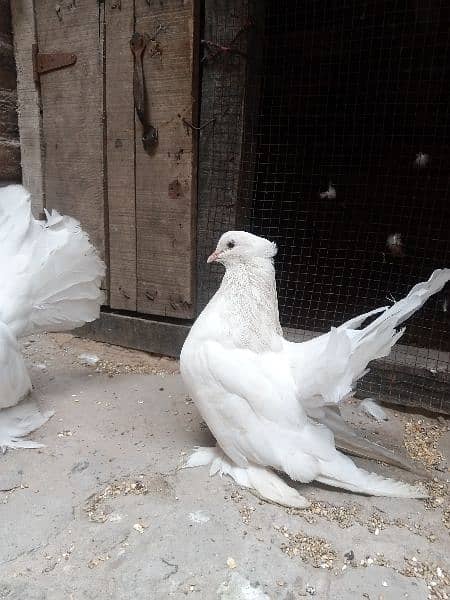 American Lucky Breeder pair 2