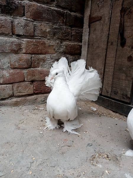 American Lucky Breeder pair 3