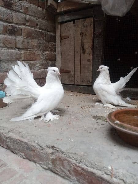 American Lucky Breeder pair 4