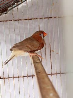 Orange Breeder Pair