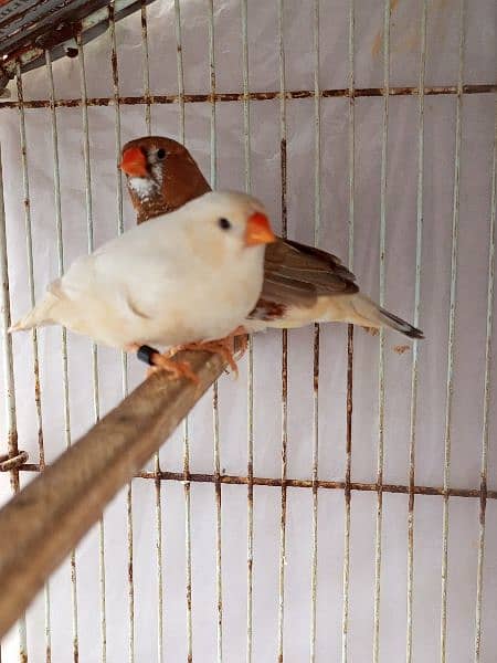 Orange Breeder Pair 1