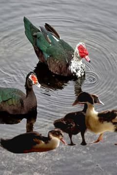 Muscovy ducks chicks