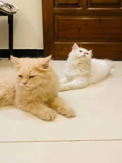 Persian cats pair for sale