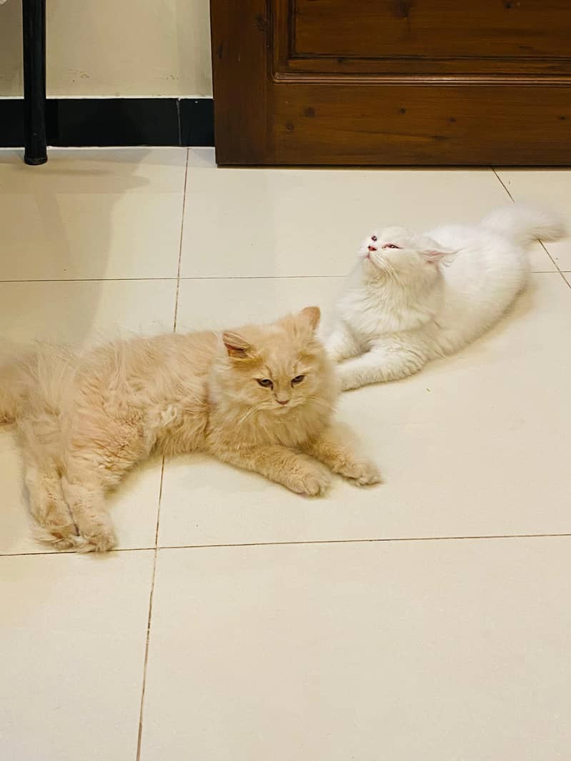 Persian cats pair for sale 1