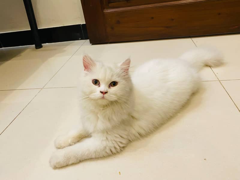 Persian cats pair for sale 2