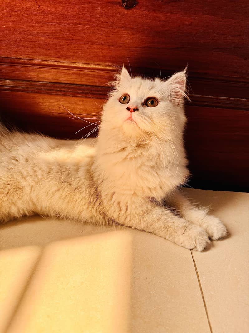 Persian cats pair for sale 3