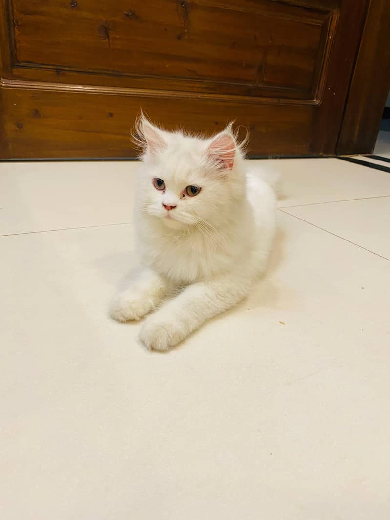 Persian cats pair for sale 4