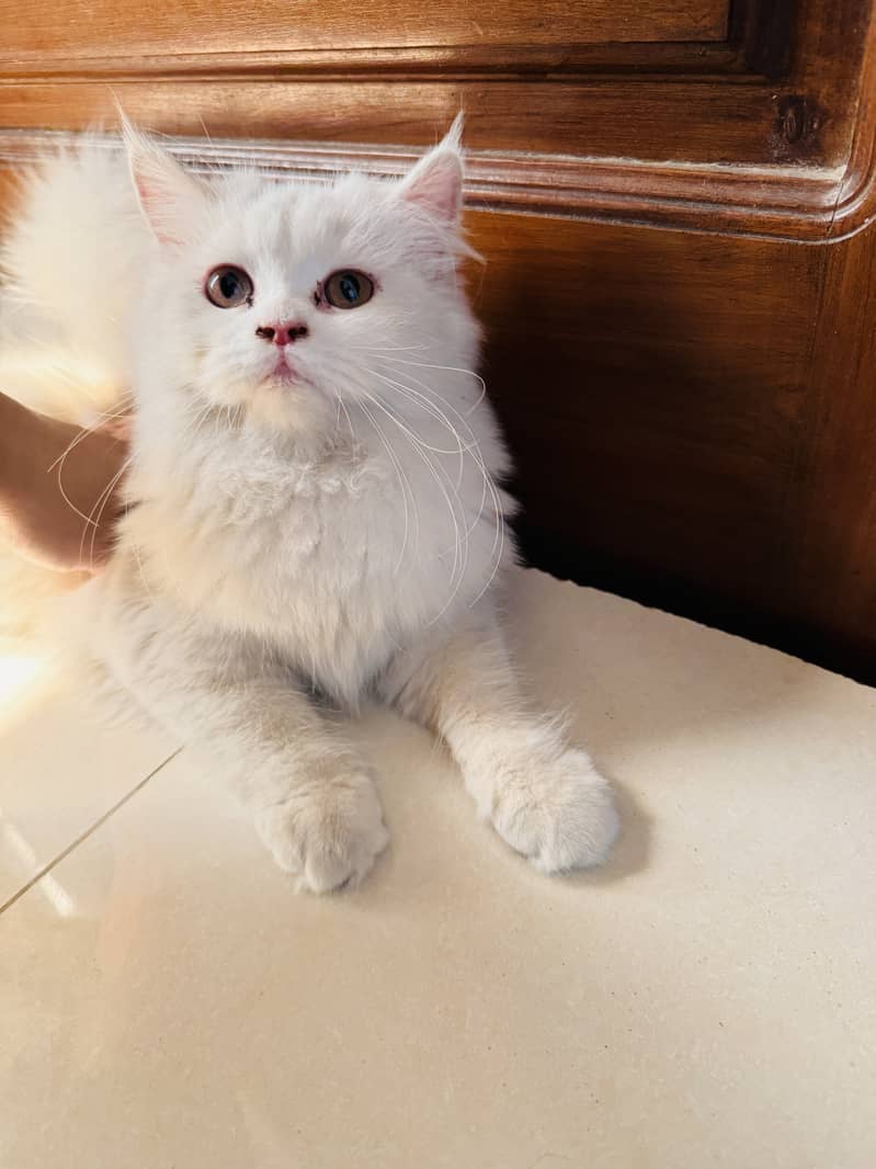 Persian cats pair for sale 5