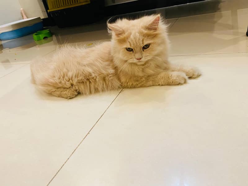 Persian cats pair for sale 6