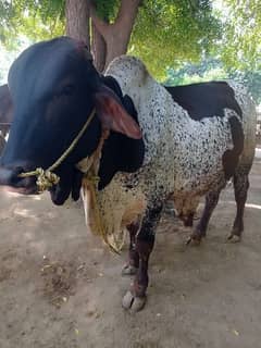 Bull for sale 0