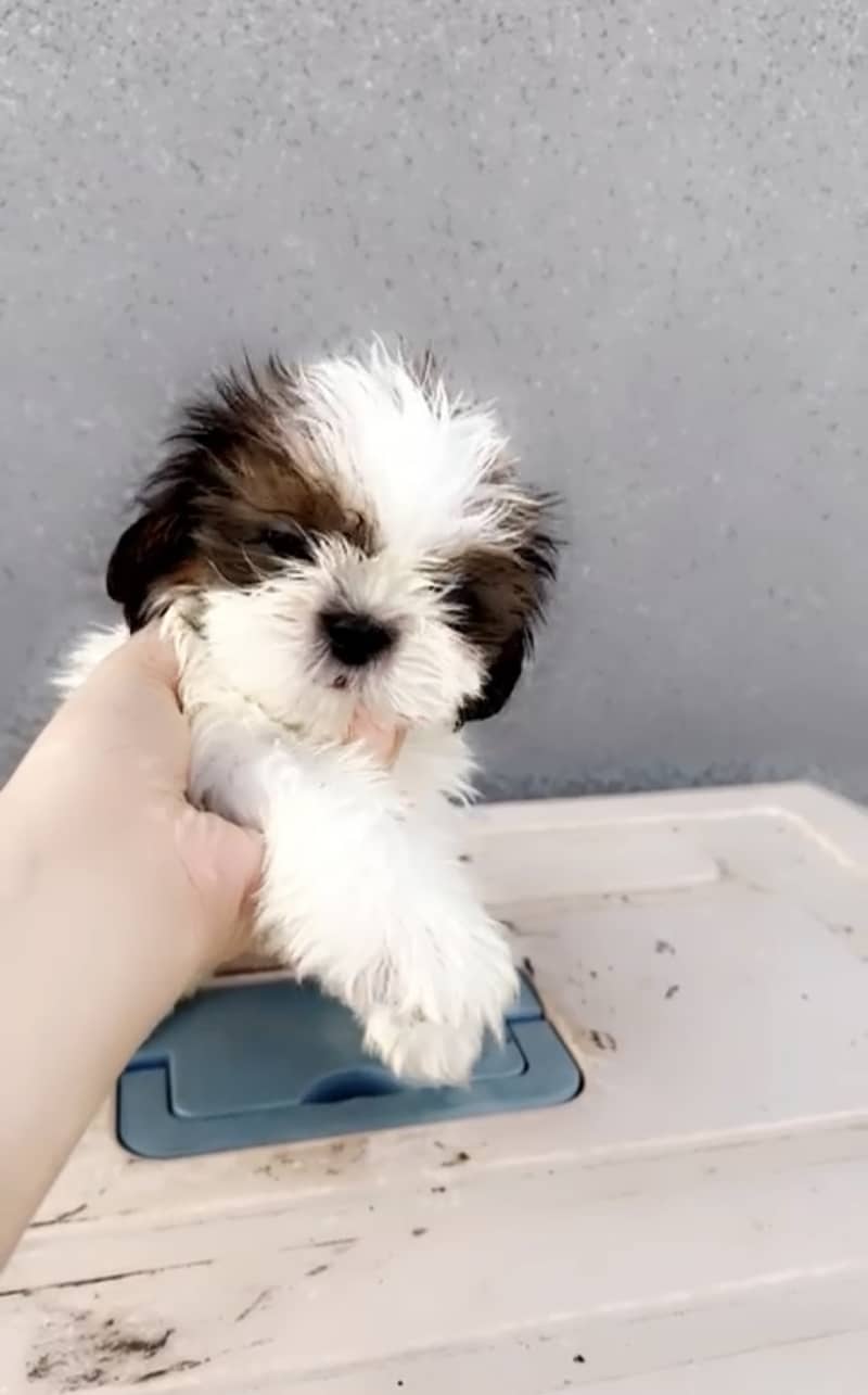 Shihtzu female 2 months 0