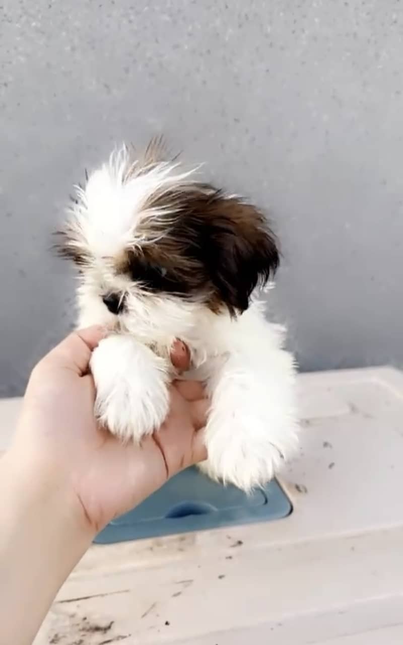 Shihtzu female 2 months 1