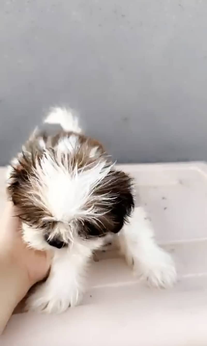 Shihtzu female 2 months 2