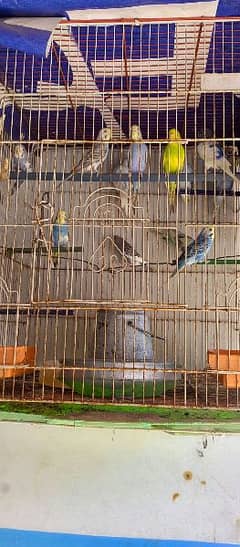 Budgies crested, tufted & common