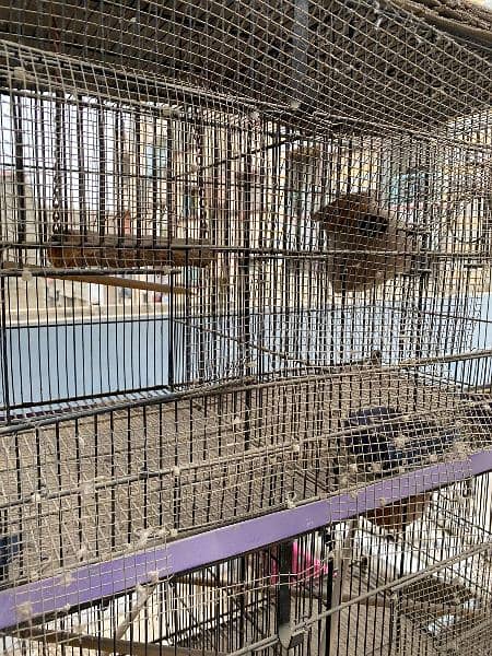 4 Portions Cage For Sale With Equipment 1