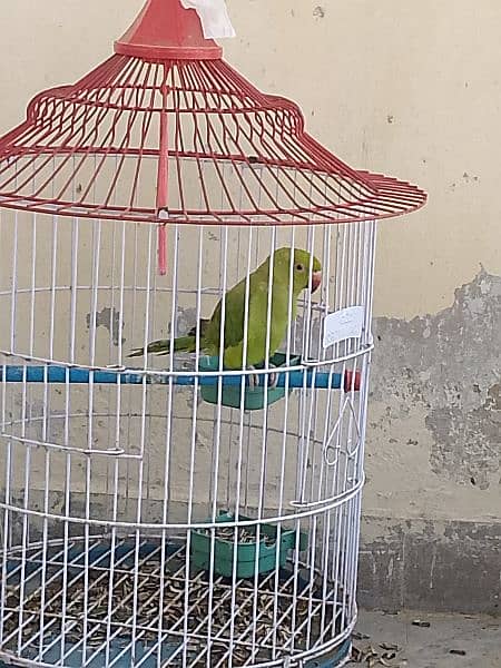 ringneck parrot 1