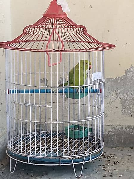 ringneck parrot 2