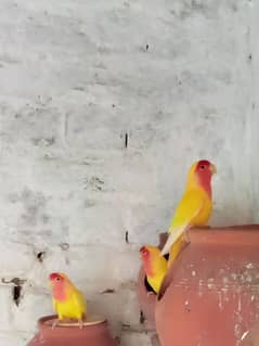 urgent sale love birds pairs healthy and active