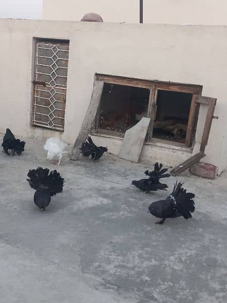 pair of lakka pigeons for sale 0