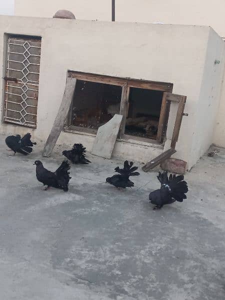 pair of lakka pigeons for sale 1