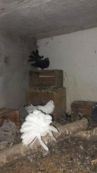 pair of lakka pigeons for sale 2