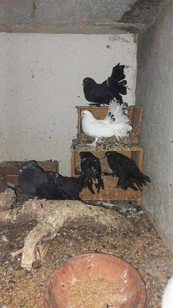 pair of lakka pigeons for sale 3