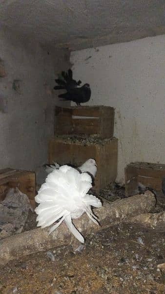 pair of lakka pigeons for sale 4