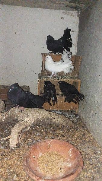 pair of lakka pigeons for sale 5